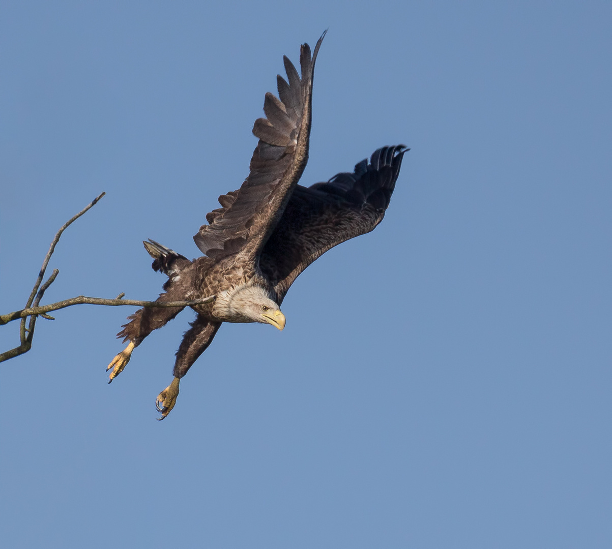 Der adulte Seeadler 2 ...