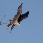 Der adulte Seeadler 2 ...