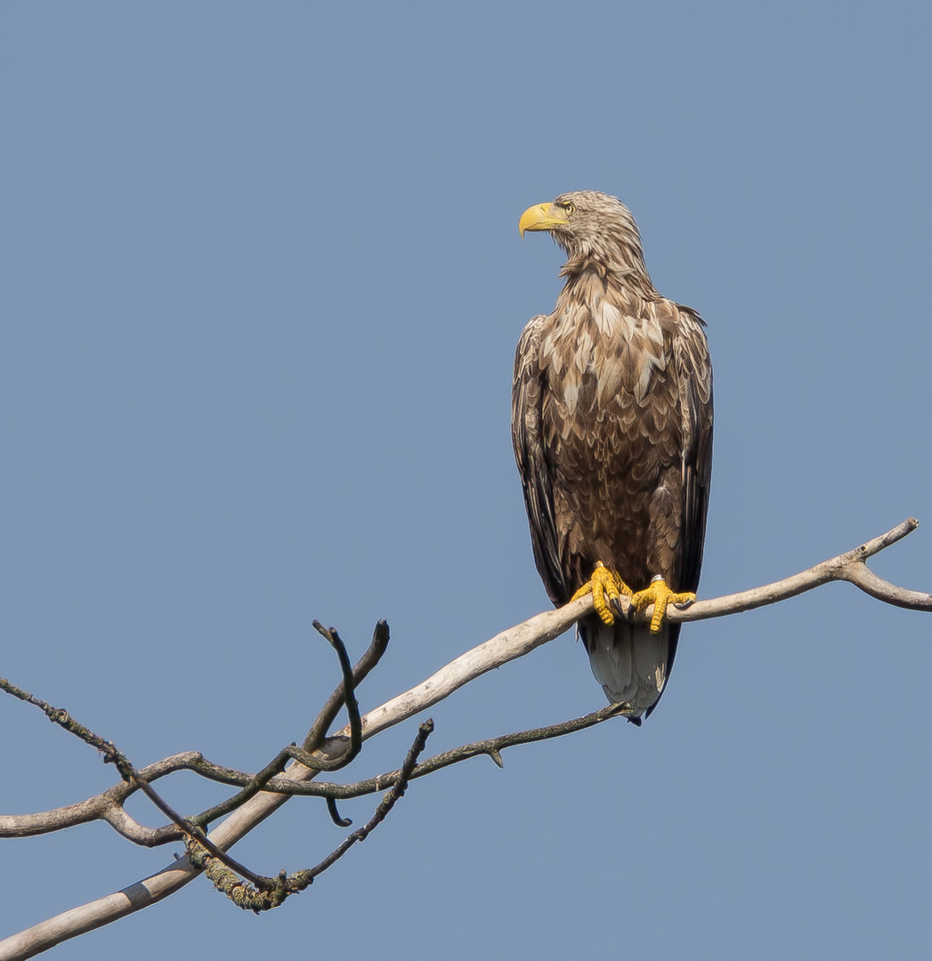 Der adulte Seeadler ...