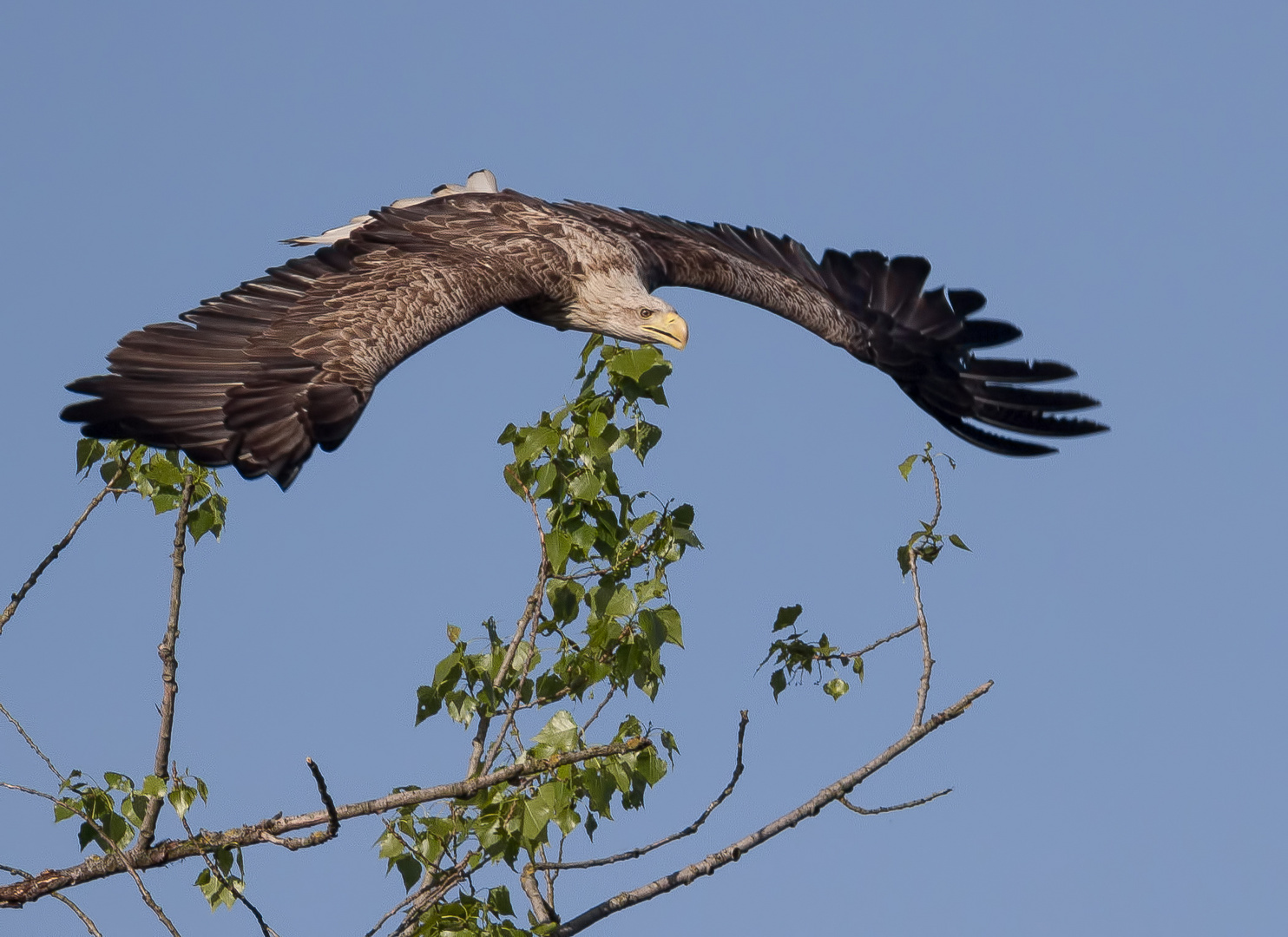 Der adulte Seeadler 3 ...