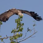 Der adulte Seeadler 3 ...