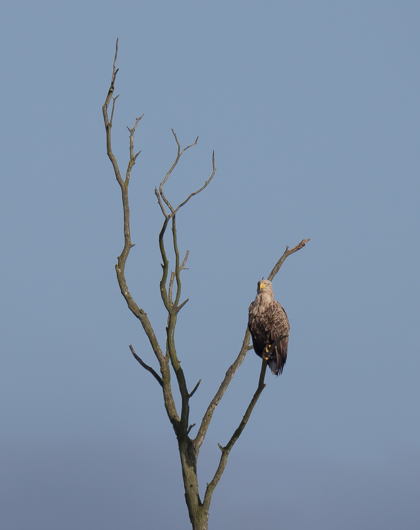 Der adulte Seeadler 5 ...