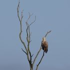 Der adulte Seeadler 5 ...