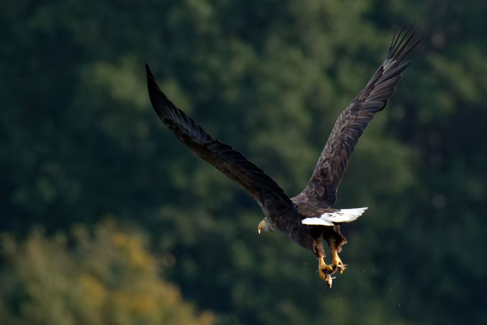 Der adulte Seeadler mit Beute...