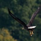 Der adulte Seeadler mit Beute...