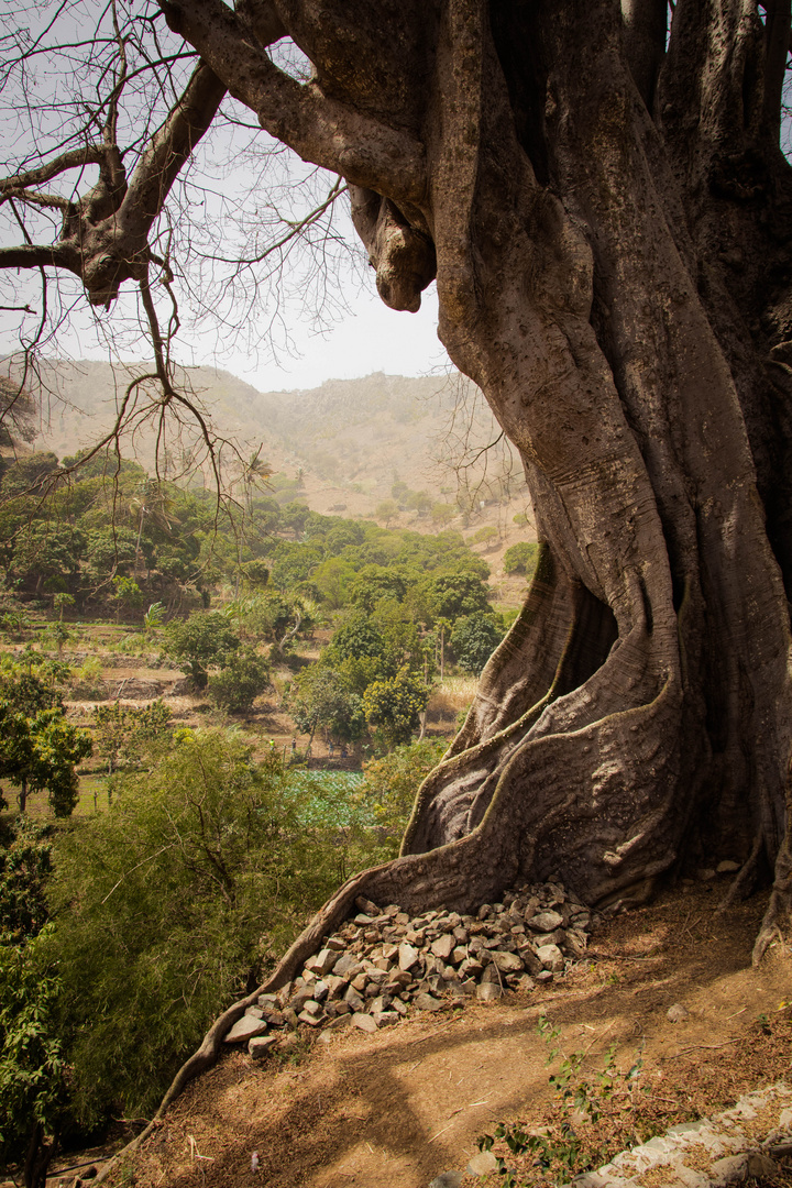 Der älteste Baum der Kapverden