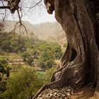 Der älteste Baum der Kapverden