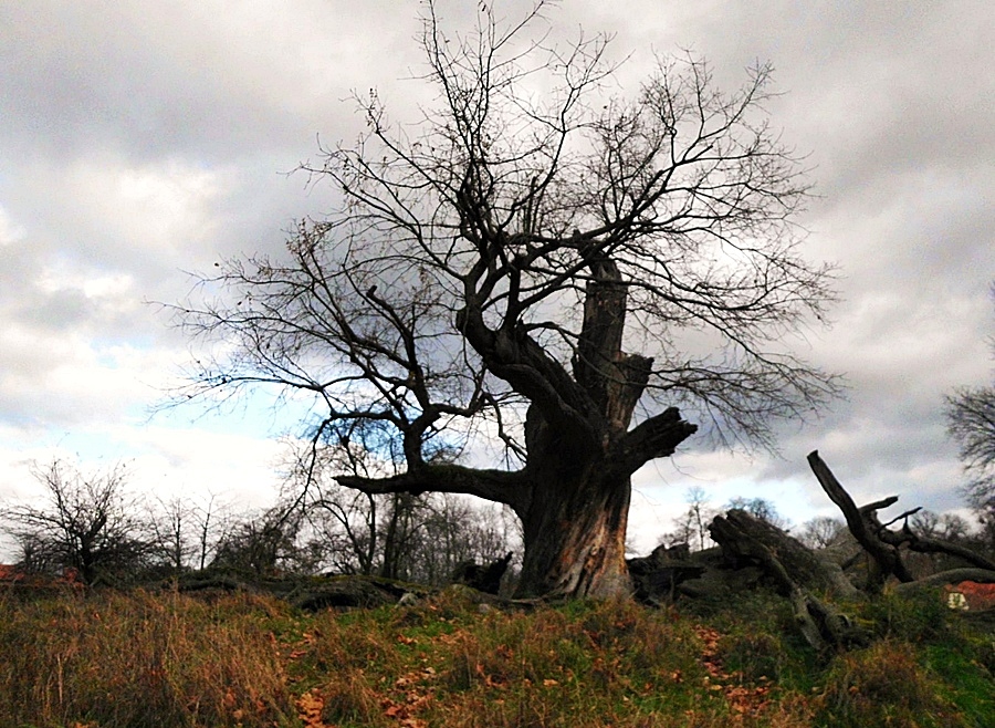 Der älteste Baum von Potsdam