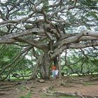 der älteste Benjaminusbaum in Sri Lanka