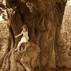 Der älteste Lindenbaum im Eichsfeld