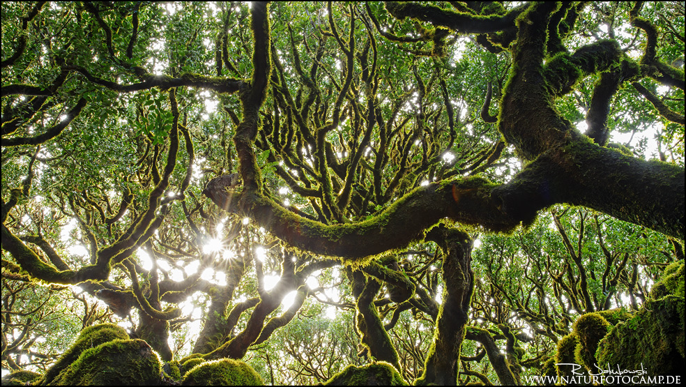 Der älteste Urwald Europas