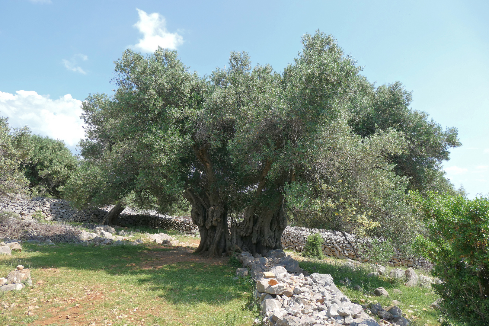 Der älteste wilde Olivenbaum in Lun