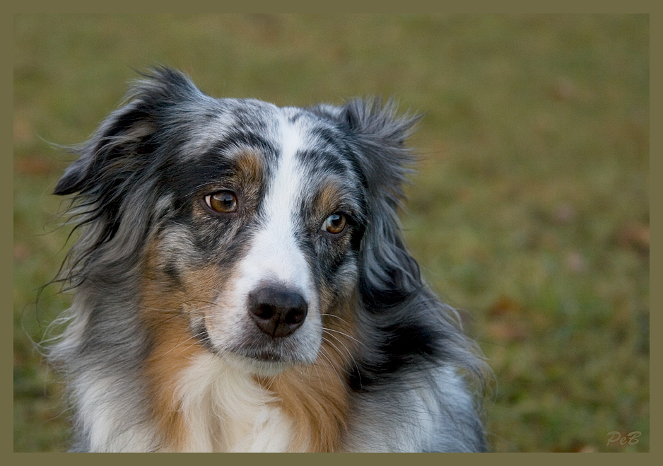 Der ärmste Hund der Welt