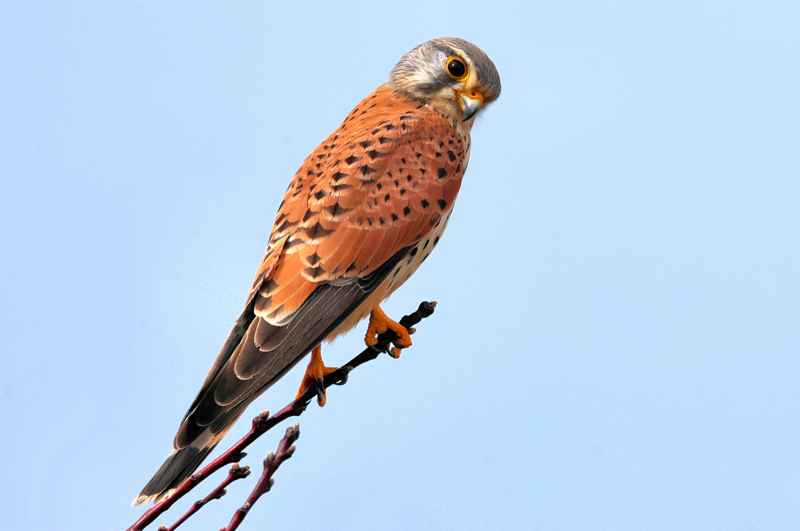 DER ÄSTHET Foto & Bild natur, falken, wildlife Bilder auf