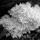 Der Ästige Stachelbart (Hericium coralloides)