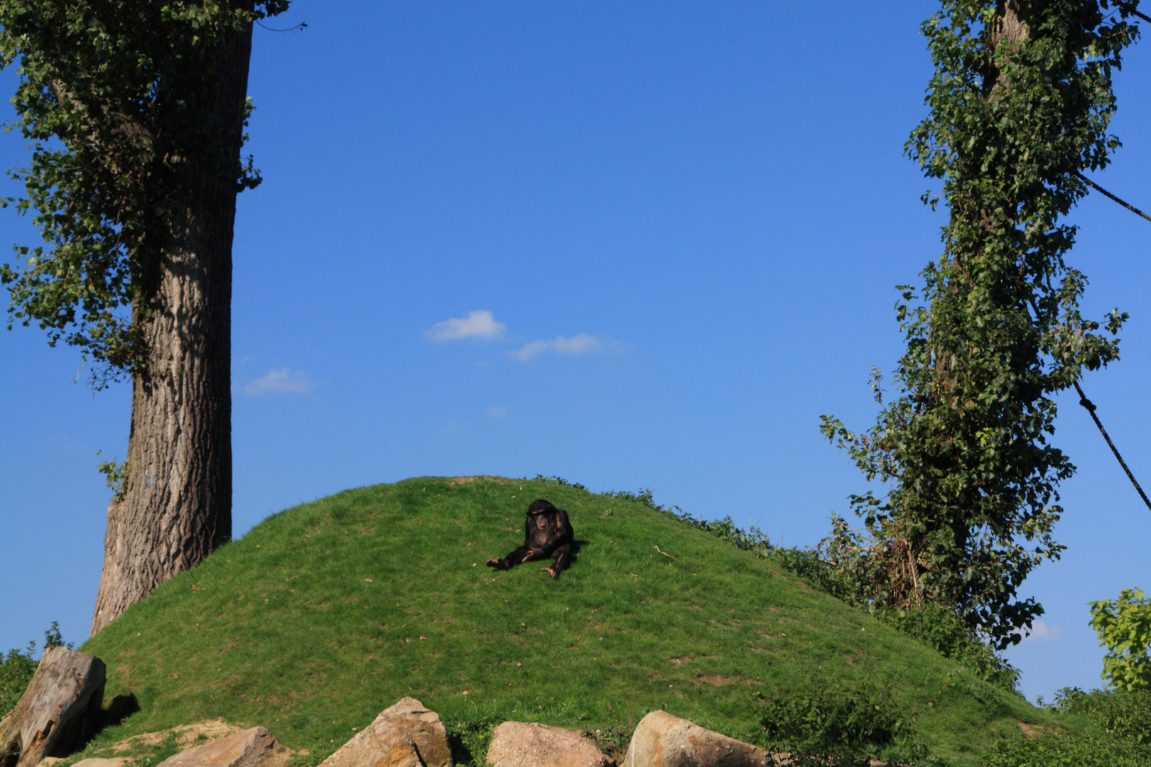 Der Affe am Berg