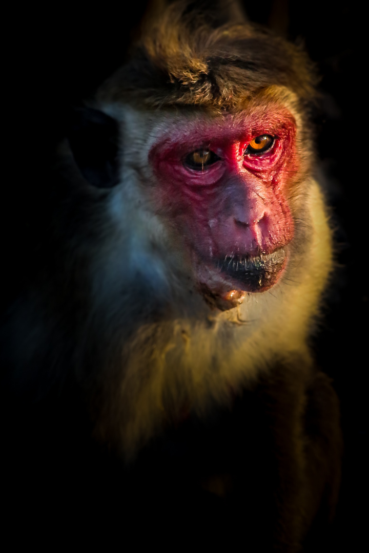 Der Affe mit dem roten Gesicht