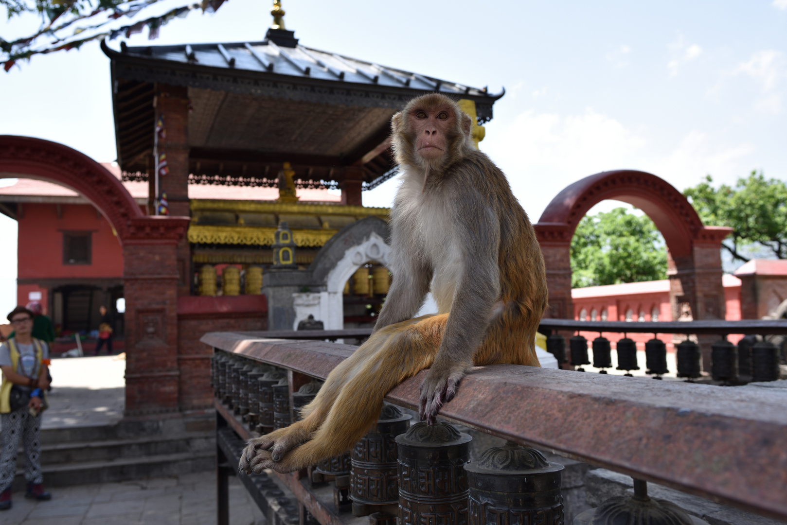 Der Affe vom Affentempel in Katmandu (Nepal)