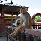 Der Affe vom Affentempel in Katmandu (Nepal)