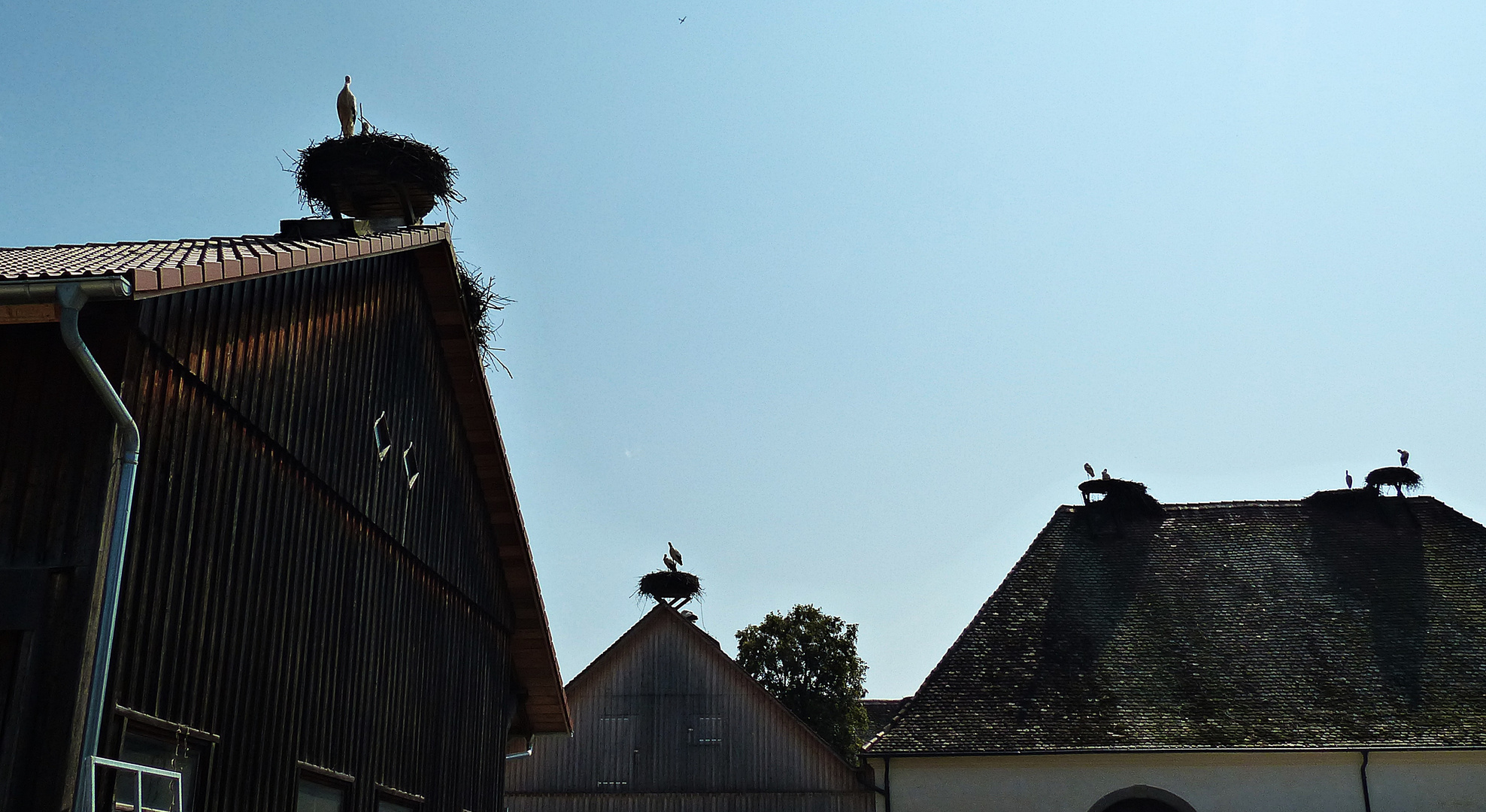 Der Affenberg in Salem 2