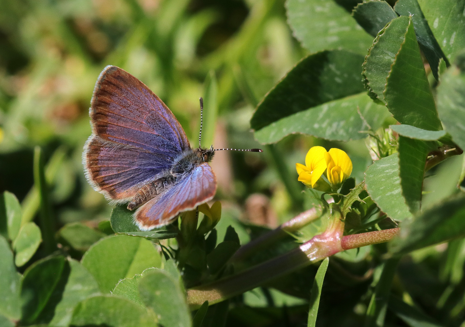 Der "african grass blue"