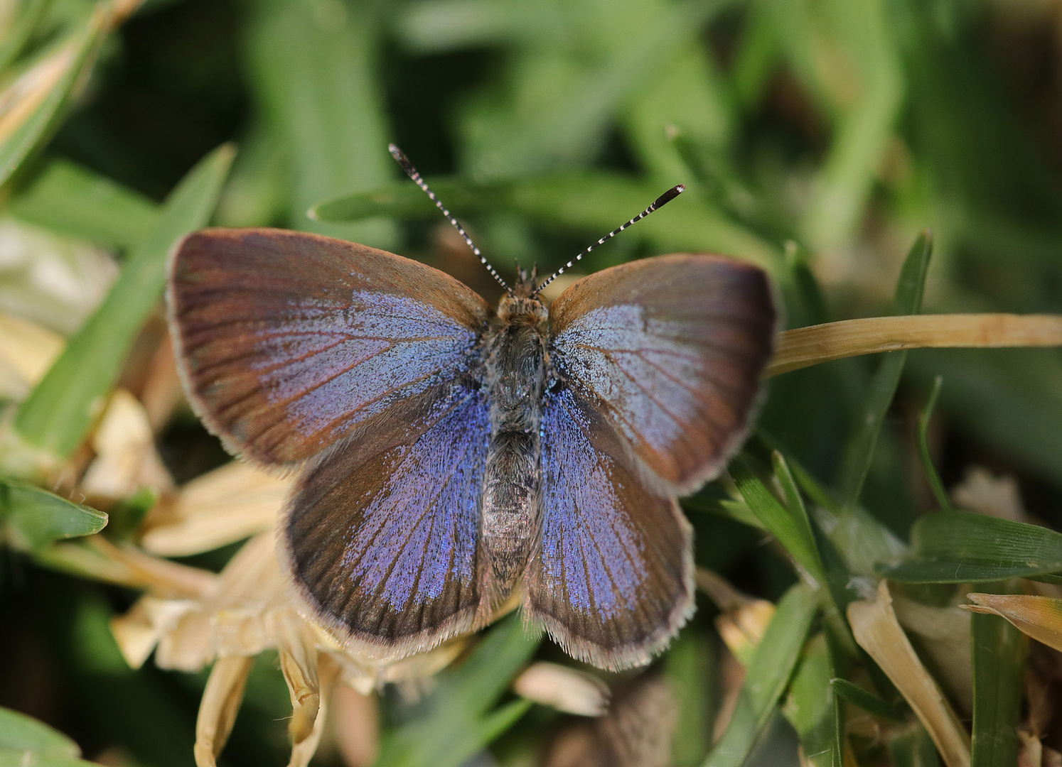 Der "african grass blue"