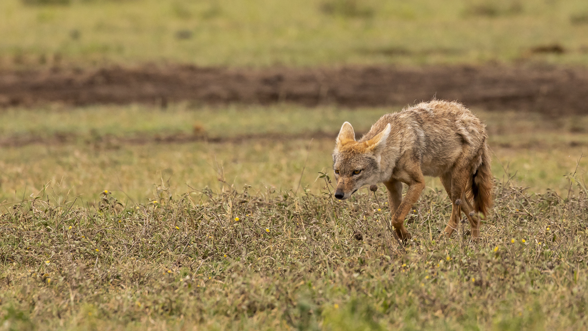 Der Afrikanische Goldwolf....