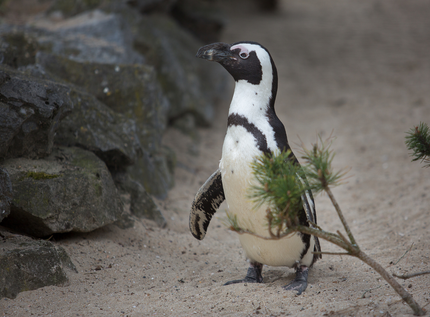 Der Afrikanische Pinguin