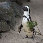 Der Afrikanische Pinguin