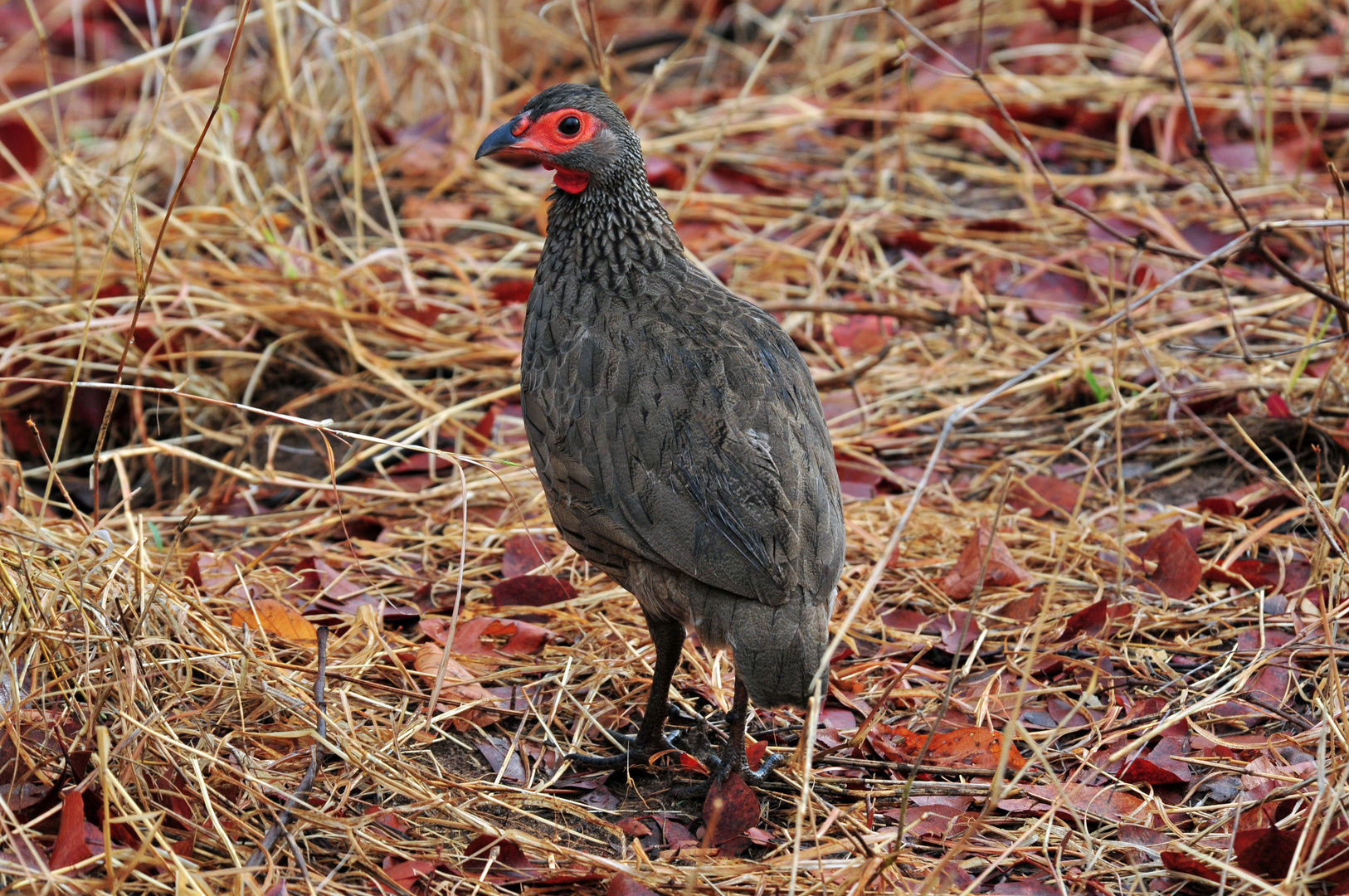 - Der afrikanische Roadrunner -