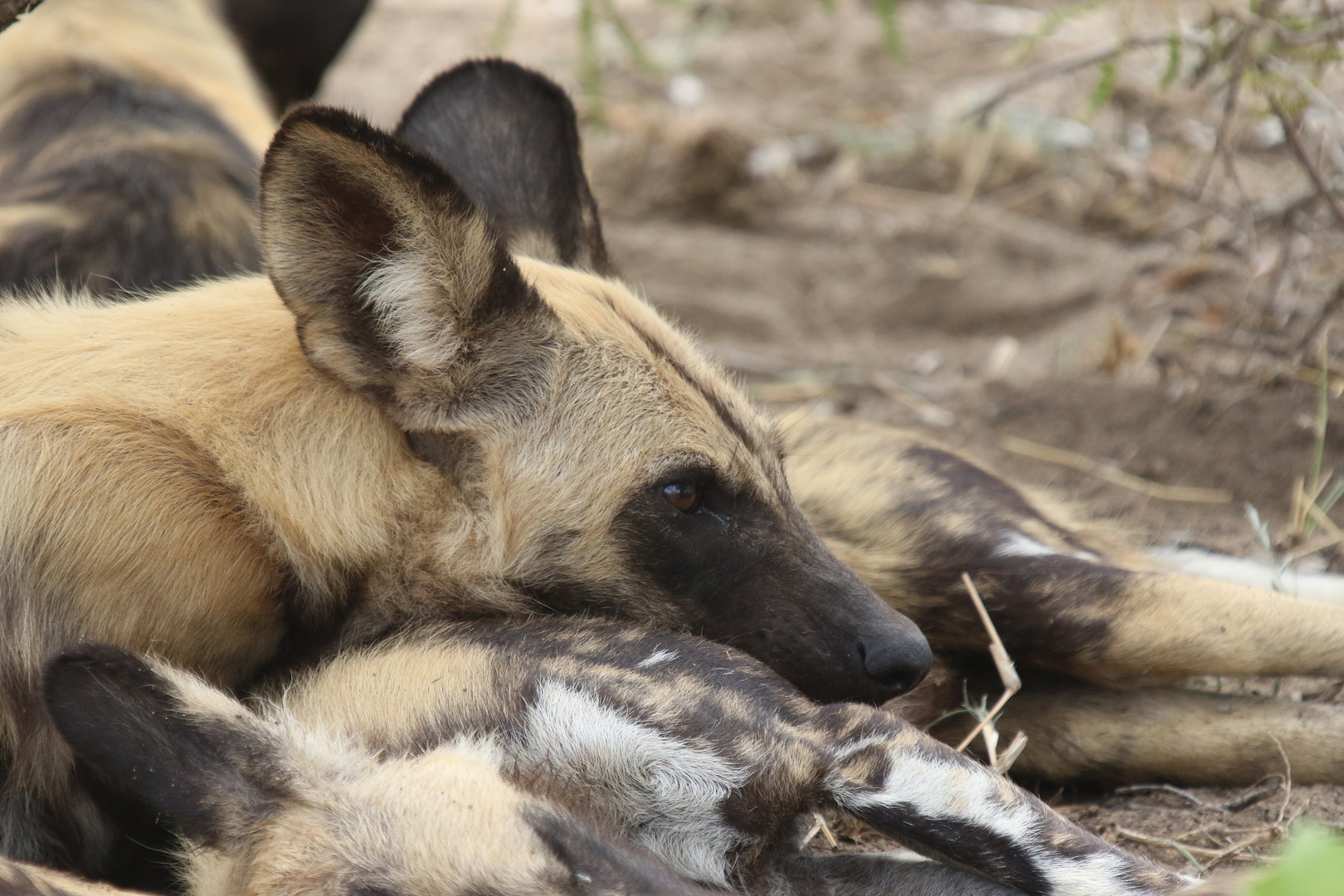 Der Afrikanische Wildhund