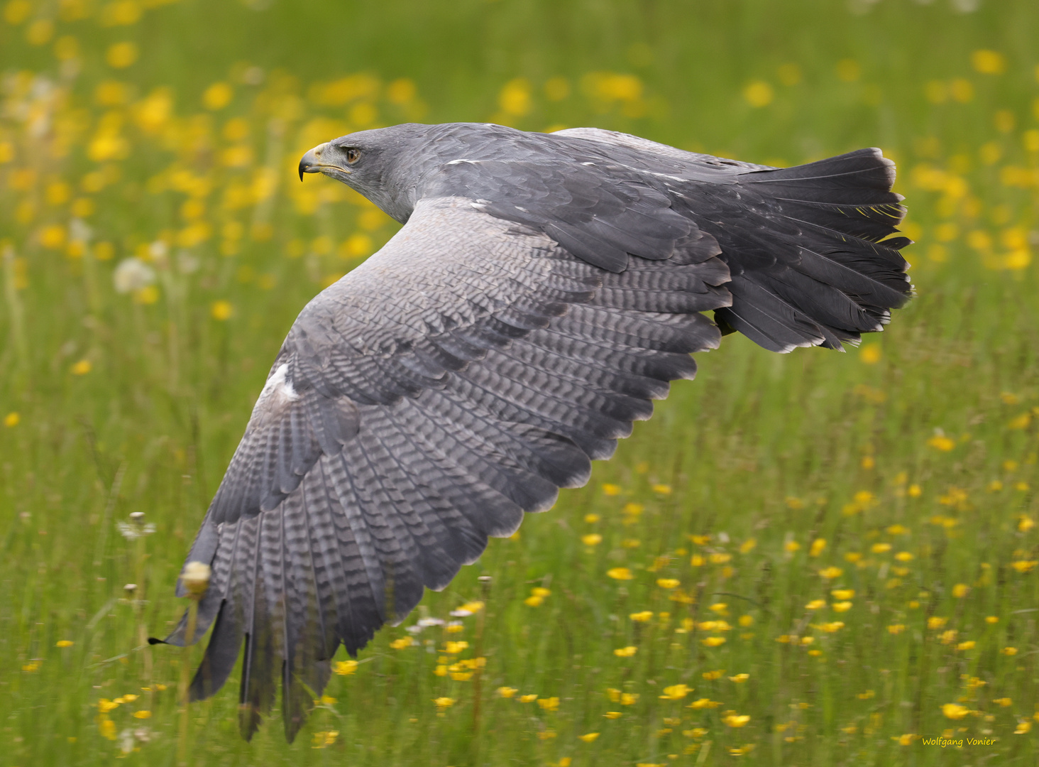 Der Aguja (Geranoaetus melanoleucus,  