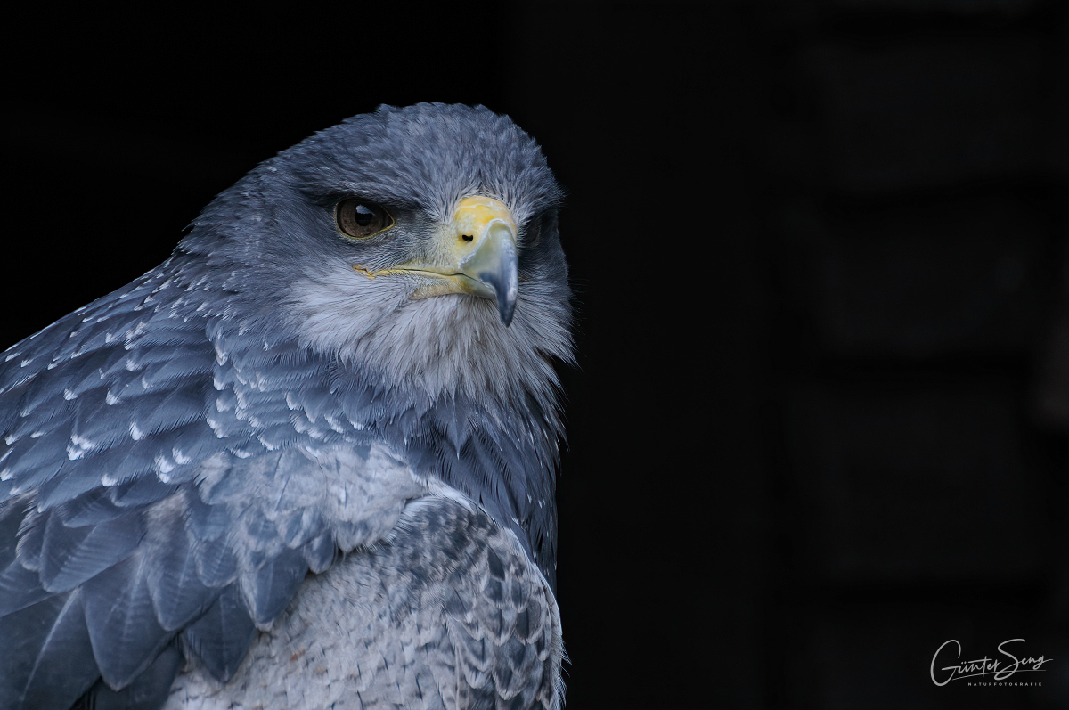 Der Aguja (Geranoaetus melanoleucus, auch Blaubussard, Kordillerenadler