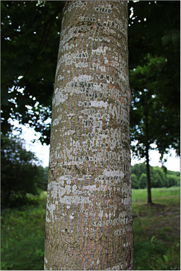 Der Ahorn-Baum war voller Flechten!