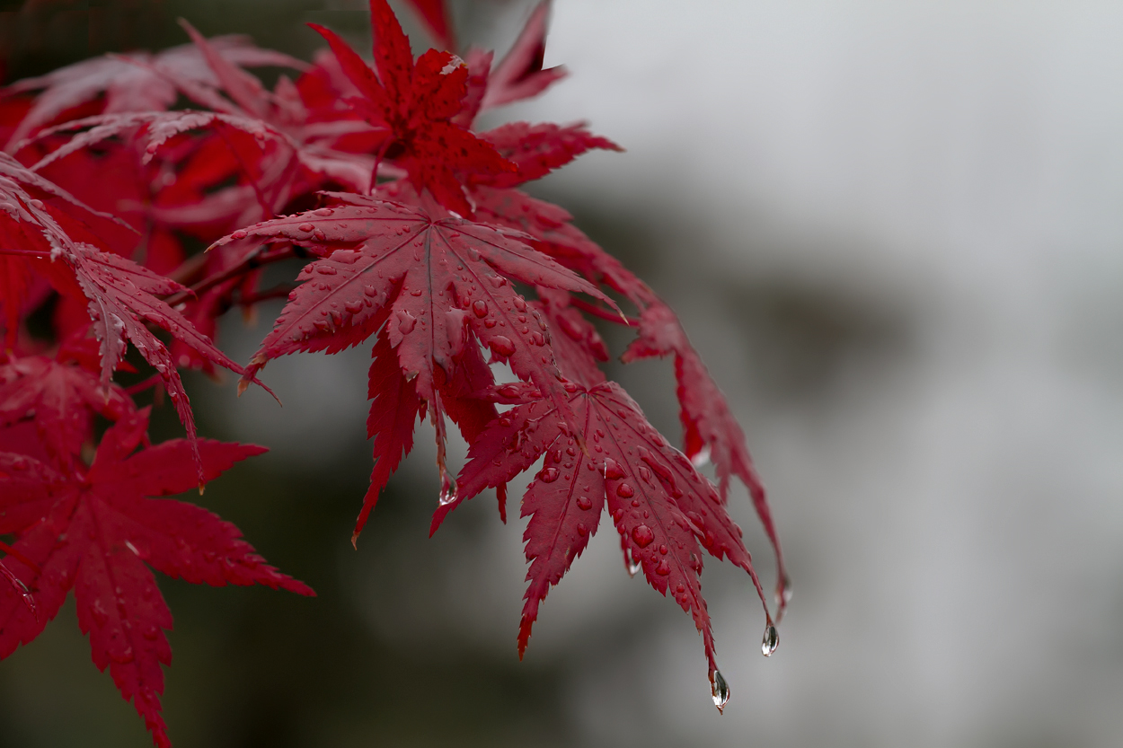 Der Ahorn im Herbstkleid