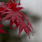 Der Ahorn im Herbstkleid