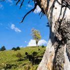 der Ahorn verfärbt sich, der Sommer ist vorbei