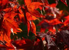 Der Ahorn zeigt sich z.T. schon mit seinen leuchtenden Farben im herbstlichen Gewand