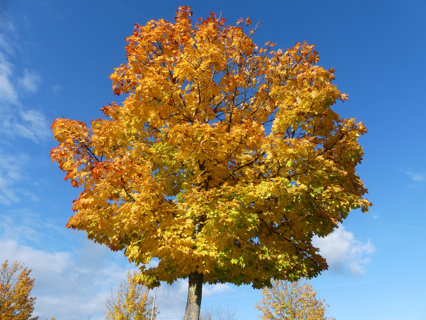 Der Ahornbaum hat Herbstkleidung angelegt...