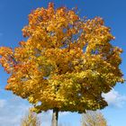 Der Ahornbaum hat Herbstkleidung angelegt...