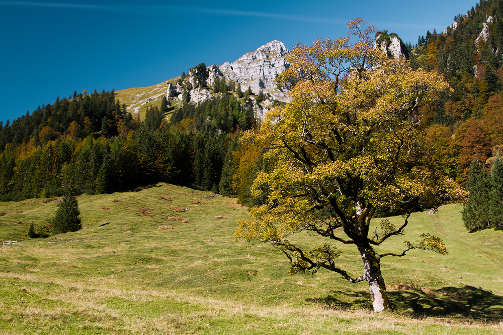 Der Ahornboden