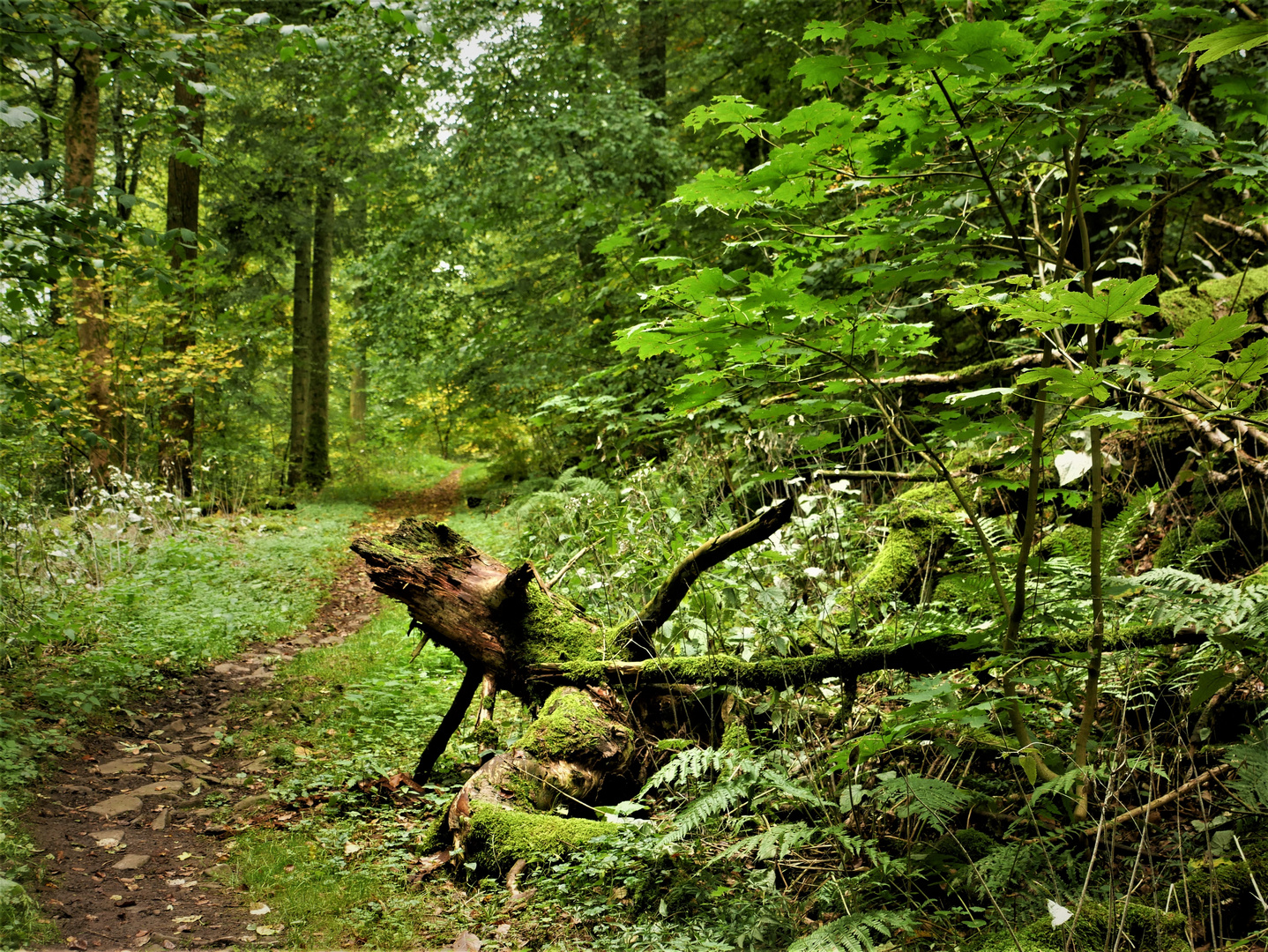 Der Ahrsteig bei Aremberg 