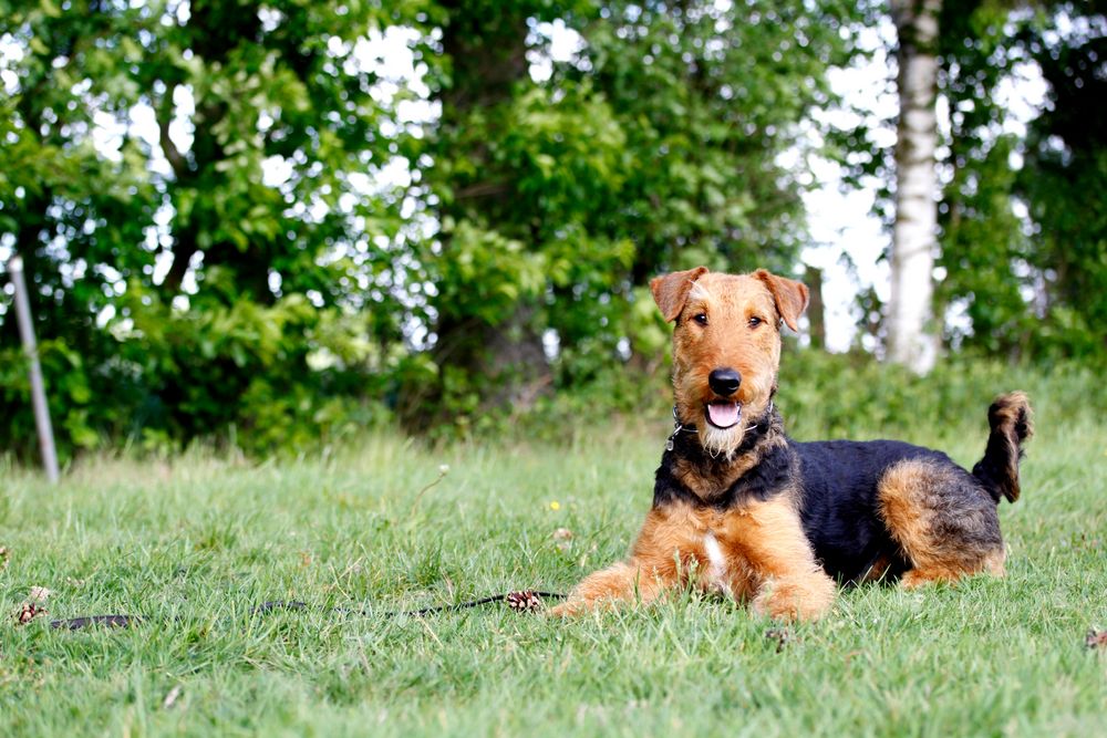 Der Airedale Terrier