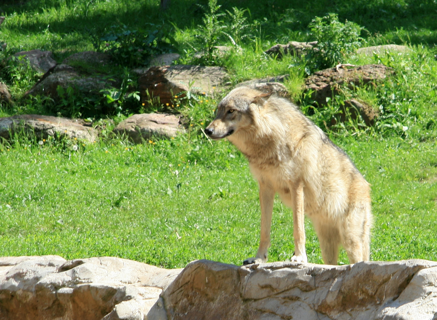 Der aiskalte Wolf