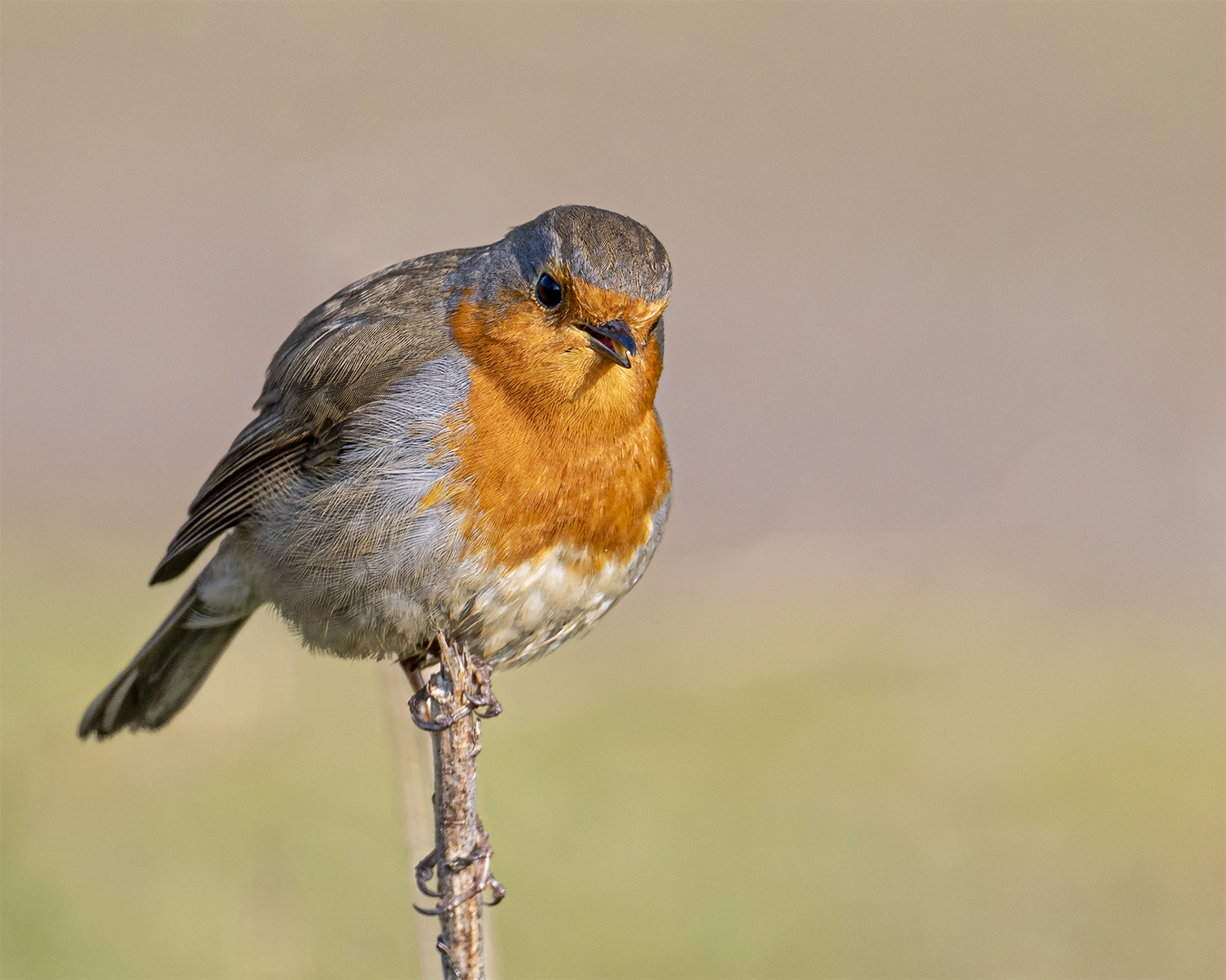 Der Akrobat Foto & Bild | deutschland, europe, saarland Bilder auf