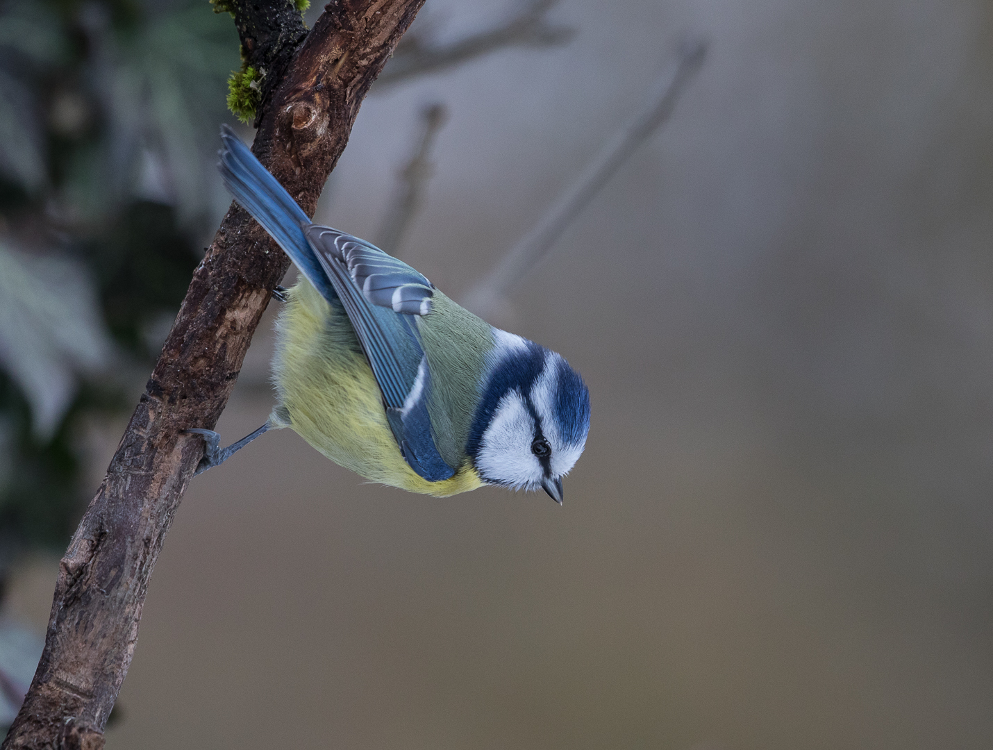 Der Akrobat Foto & Bild | tiere, wildlife, wildlife luder