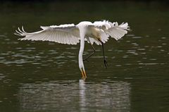 Der Akrobat - Silberreiher (Ardea alba) fischt Fisch