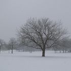 der Alaunpark in Dresden-Neustadt