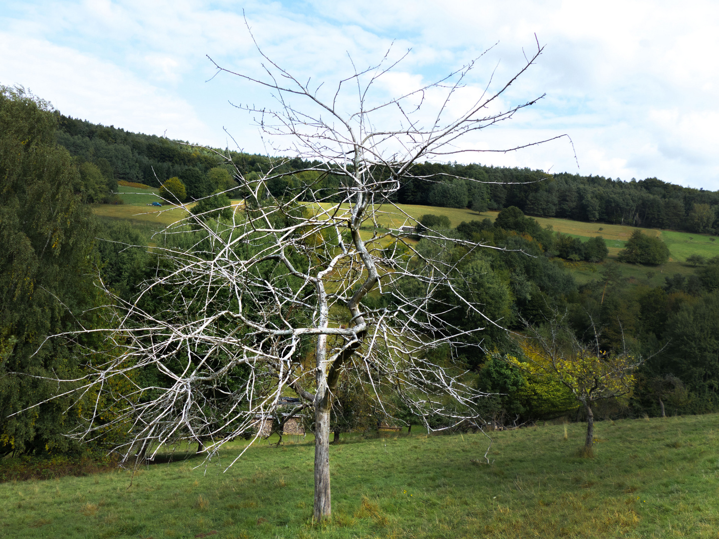 Der Albinobaum (Arbor albus)