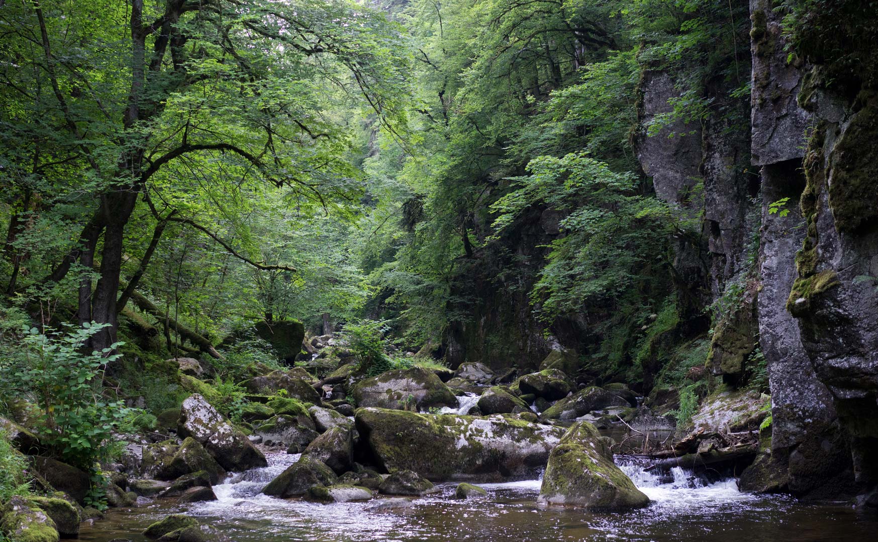 Der Albtal Wächter